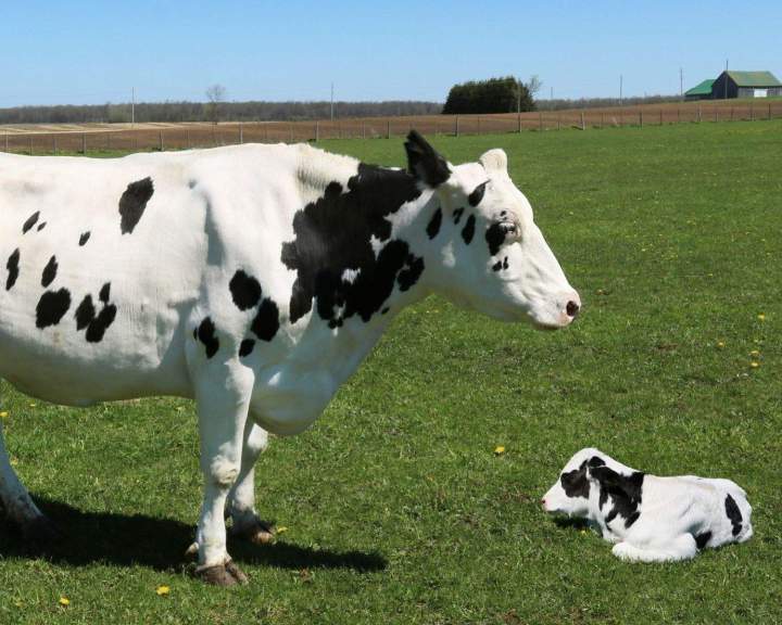 Vente de viande halal Albi